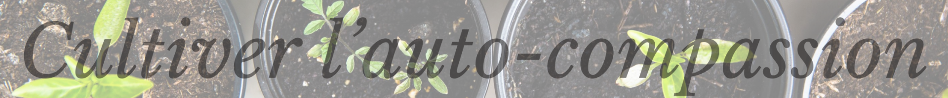Cultiver l’auto-compassion, une graine à la fois!